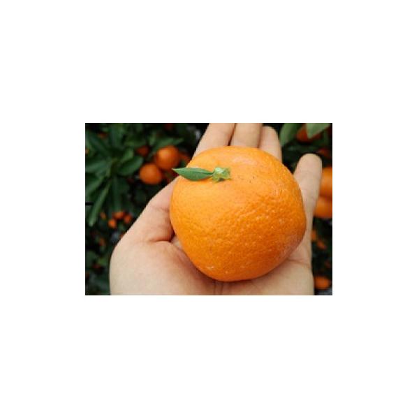 2026年度　瀬戸内　小みかん!　コロ丸(3S～S)　約3kg