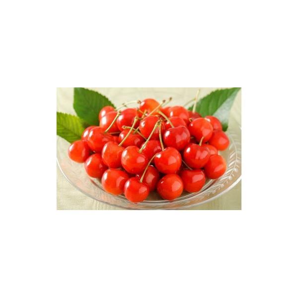 【先行受付】さくらんぼ「紅秀峰」1kg(500g×2)秀品【2026年6月上旬～7月上旬発送予定】