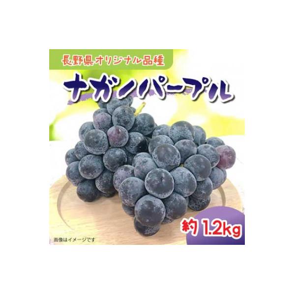 【2026年8月下旬順次発送】【豊丘村】南信州産 ナガノパープル(約1.2kg)
