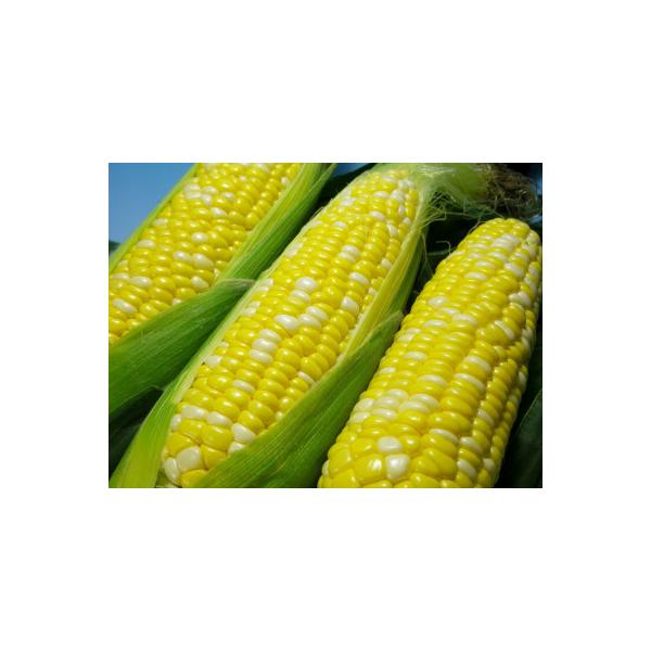 ■お礼品詳細　・配送種別：冷蔵便　・提供元：Ｋａｉ　Ｓｗｅｅｔ　Ｆａｒｍ■お申し込み・配送・その他　・発送時期：2026-05-23〜2026-06-22(お届け時間帯指定可)　・申込受付期間：〜2026-06-07　・配達外のエリア：離島...