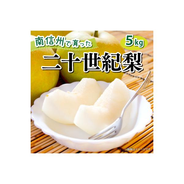 【9月中旬より順次発送予定】【豊丘村】青梨の代表格 南信州産 二十世紀梨 約5kg(箱入)