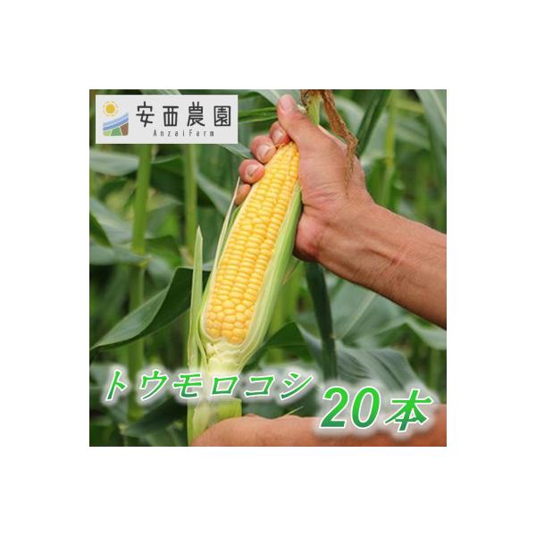 安西農園の驚くほどに甘いトウモロコシ 20本