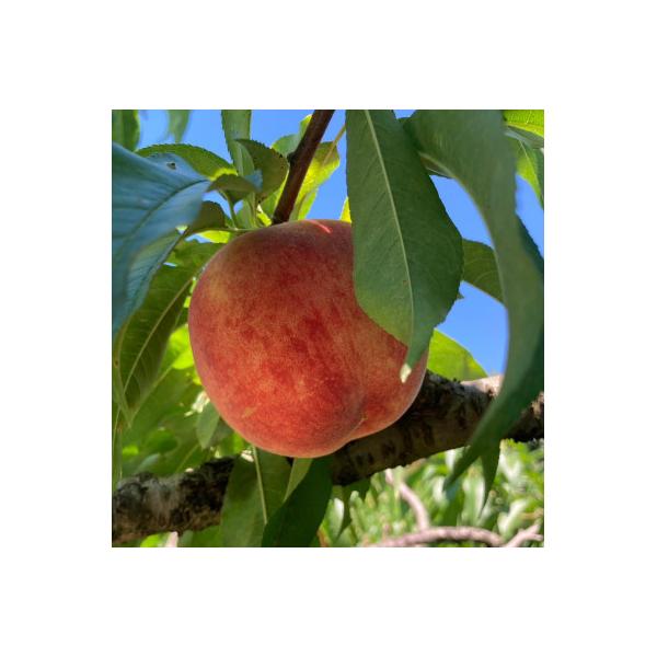 ■お礼品詳細　・配送種別：冷蔵便　・提供元：株式会社やまやす中島農園■お申し込み・配送・その他　・発送時期：2026-07-20〜2026-07-31(お届け時間帯指定可)　・申込受付期間：〜2026-07-15　・配達外のエリア：離島　・...