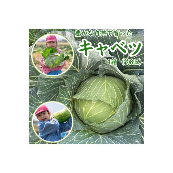 ふるさと納税 中間市 【中間市】豊かな自然で育ったキャベツ1箱(8玉