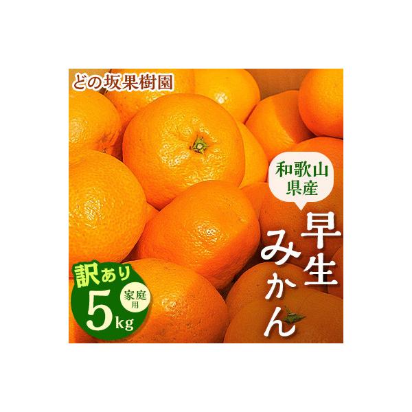 訳あり・ご家庭用　早生みかん　約5kg(農家お助け2S～4L規格)【2026年12月中旬～順次発送】