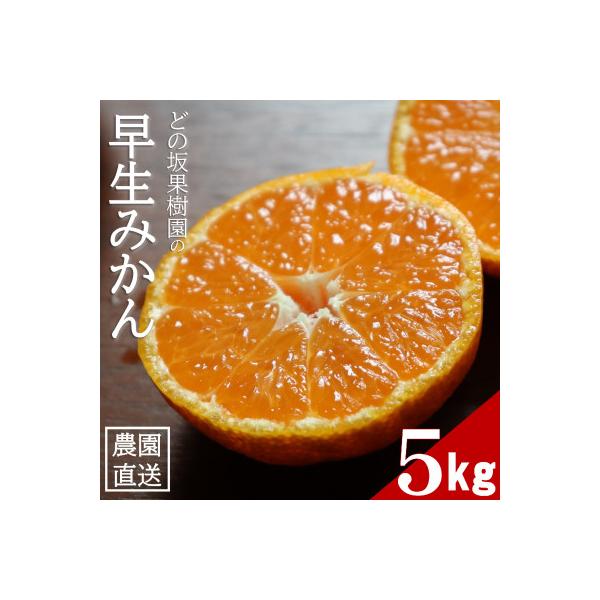 甘い!どの坂果樹園の早生みかん　約5kg【サイズおまかせ・畑のまんま規格】