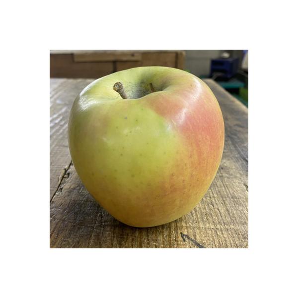 人気沸騰中　名月　訳あり品　5kg(13個～23個)【2026年11月より順次発送】