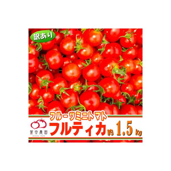 【訳あり】下妻市産　あまーい!フルーツミニトマト約1.5kg(アイメック栽培で栄養素が豊富)