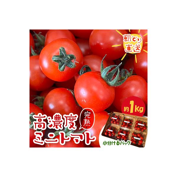 【朝どり直送】きむら農園の高濃度ミニトマト約1.0kg　うれしい小分け6パック完熟フルーツミニトマト