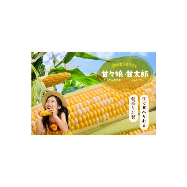【6月中旬から順次発送】家庭用『甘々娘　or 甘太郎』4～7本入り　静岡県産とうもろこし