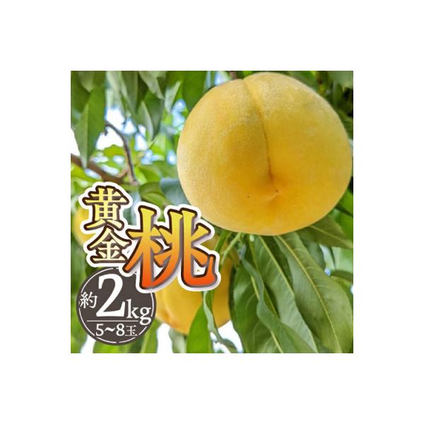 2026年先行予約 希少数量限定!山梨県甲州市産 黄金桃 約2Kg (5～8玉)
