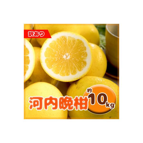 訳あり 河内晩柑 サイズ不揃い 約10kg