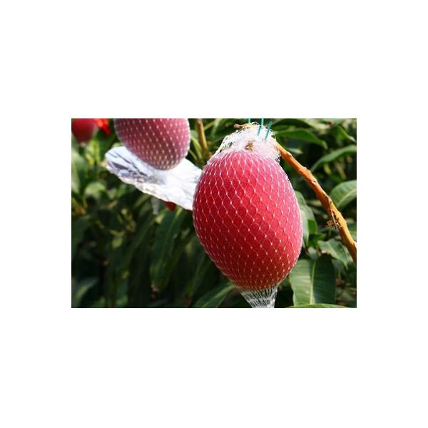 ■お礼品詳細　・配送種別：冷蔵便　・提供元：株式会社ユウエス（宮崎市）■お申し込み・配送・その他　・発送時期：2026-05-01〜2026-07-31(お届け時間帯指定可)　・申込受付期間：〜2026-06-30　・配達外のエリア：離島　...