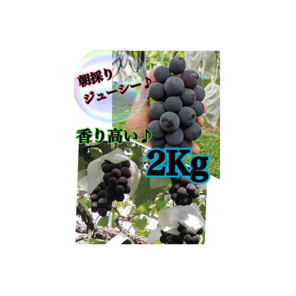【生産者直送】香り高い★こだわりの巨峰　約2キロ　【2026年出荷】