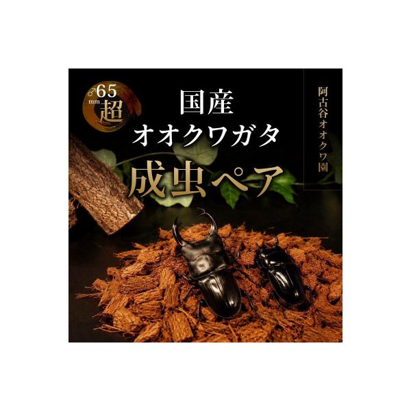 国産オオクワガタ成虫ペア