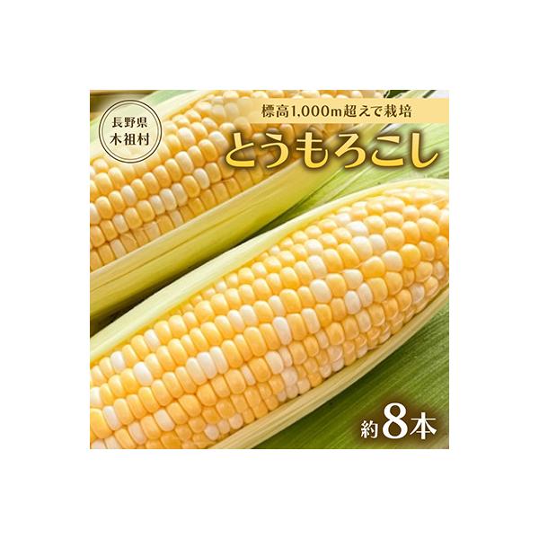 【標高1,000m超えで栽培。甘くて美味しい!】木祖村産とうもろこし約3キロ以上(約8本)