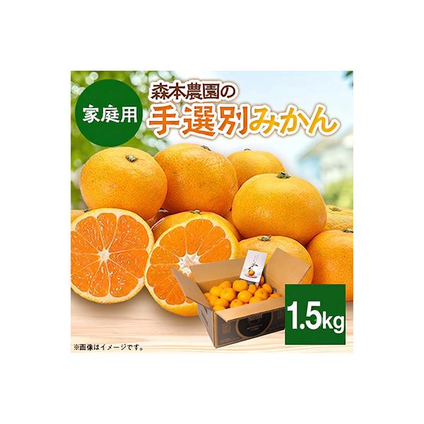 【2026年11月より順次発送】森本農園の手選別みかん　家庭用　1.5kg