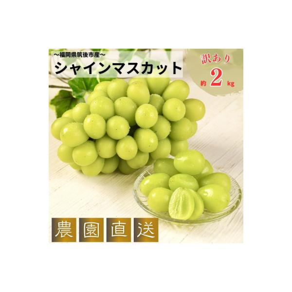 農園直送!訳ありシャインマスカット2kg以上 朝採れ 糖度18度以上 【2026年8～9月発送】