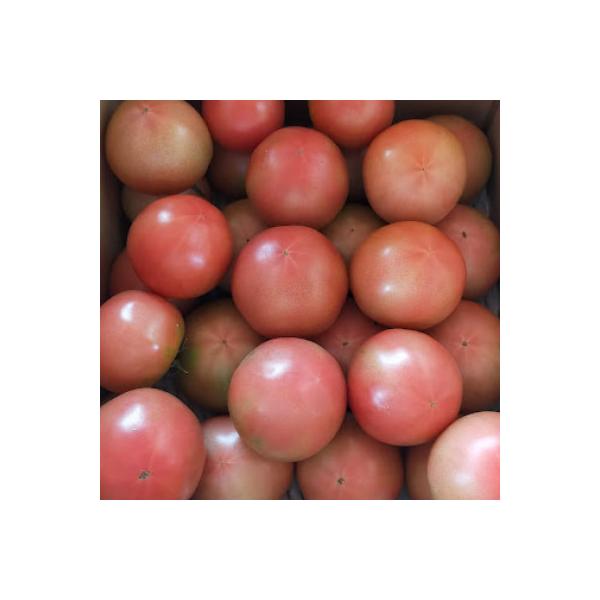 ■お礼品詳細　・配送種別：冷蔵便　・提供元：ｆａｒｍユメソラ■お申し込み・配送・その他　・発送時期：2026-07-01〜2026-09-01　・申込受付期間：〜2026-08-27　・配達外のエリア：離島　・寄付証明書の送付時期目安：申込...