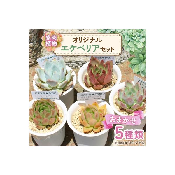 ふるさと納税 太田市 多肉植物5種類 多肉永遠オリジナル名札付き