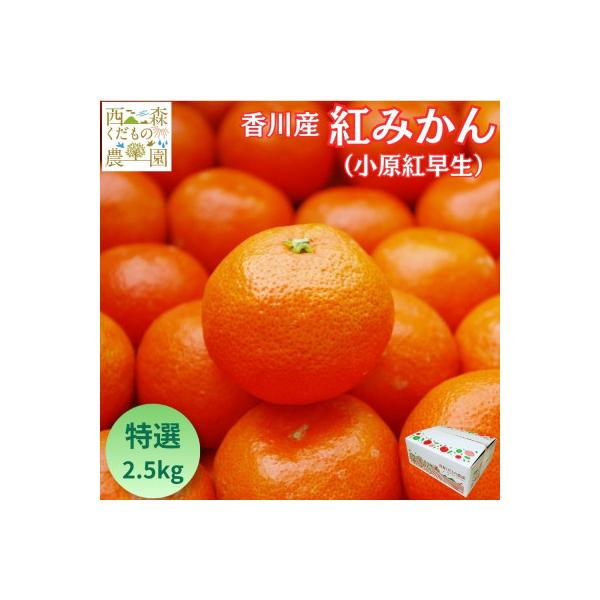 『2026年12月より順次発送』香川オリジナル品種「紅みかん(小原紅早生)」2.5kg
