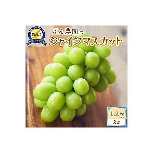 【2026年9月以降発送分】シャインマスカット2房　1.2Kg以上【佐渡島産】