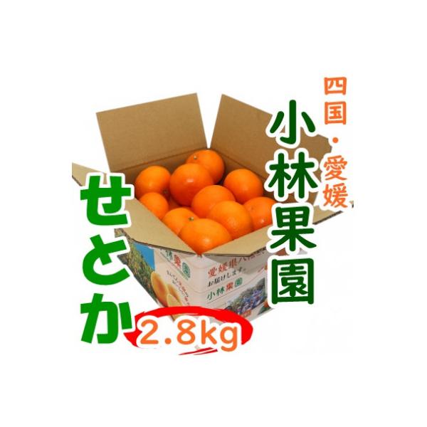 愛媛・小林果園のせとか 約2.8kg【C24-31】