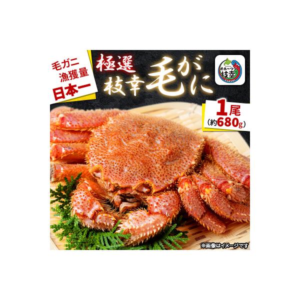 漁獲量日本一 枝幸毛がに 1尾(約680g) 北海道枝幸町産