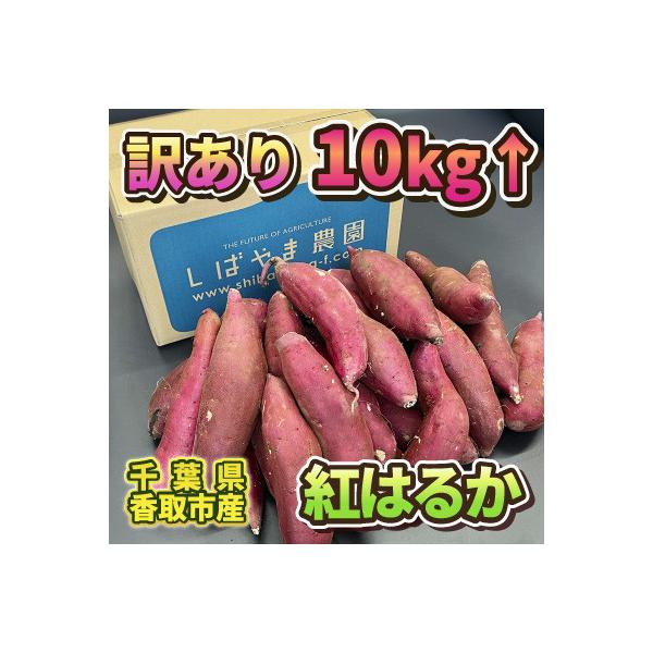 【訳あり】さつま芋 紅はるか 約10kg 千葉県香取市産【再入荷2025年2月上旬より順次発送】