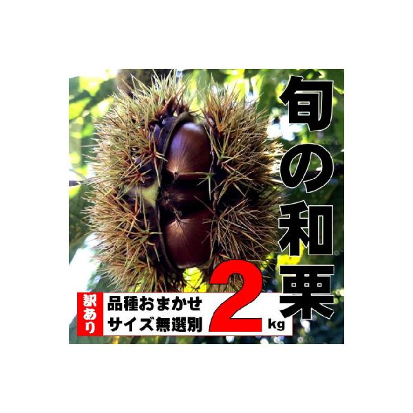 【訳あり】旬の和栗 2kg　サイズ無選別 品種おまかせ 朝どれ 農家直送【9月上旬から順次発送予定】