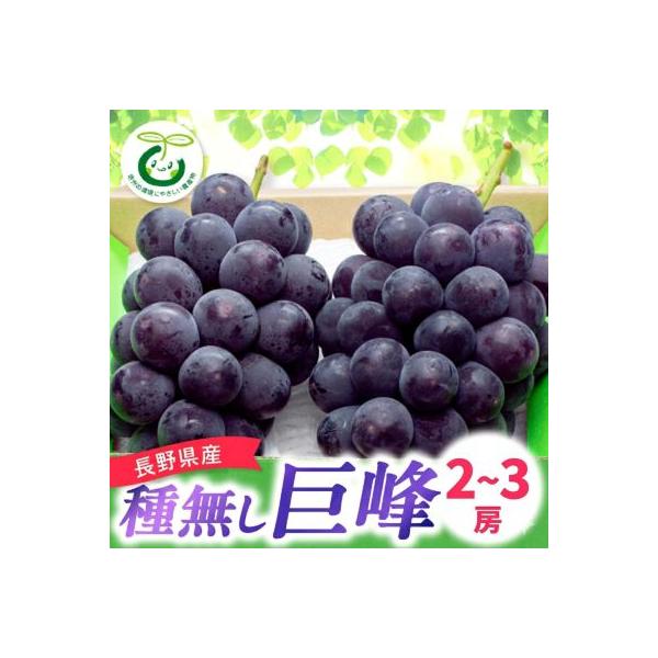 【2026年先行受付】信州種無し巨峰 　(2～3房)