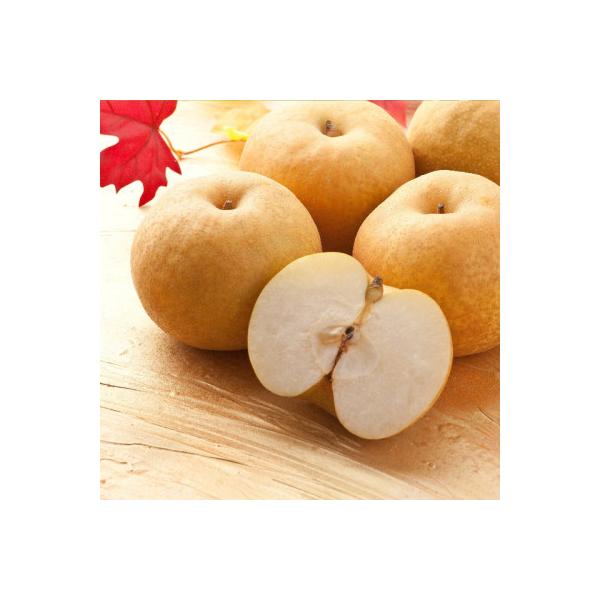 【訳あり】新興梨　4kg