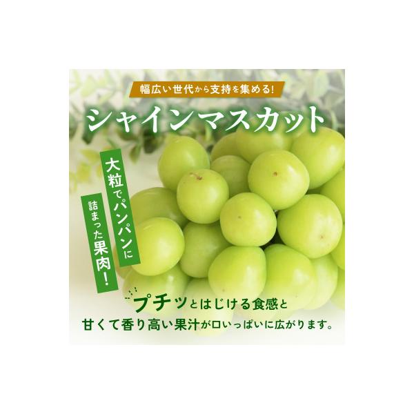 【2026年発送】朝採り シャインマスカット 約600g(1房)