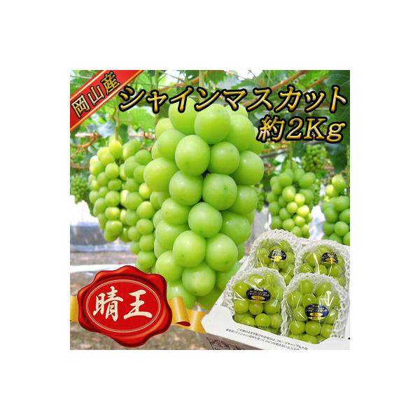 【2026年発送】岡山名産【晴王】シャインマスカット2kg!8月中旬以降順次発送