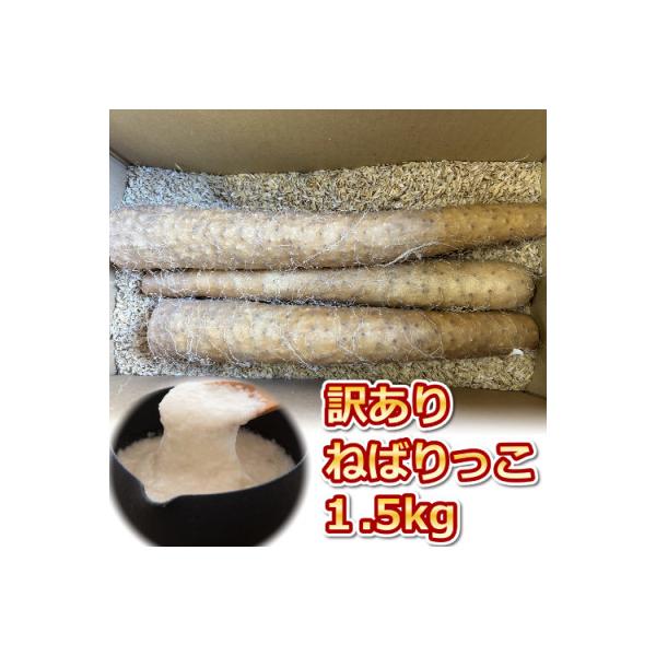 【訳あり】ねばりっこ1.5kg 長芋 鳥取県産