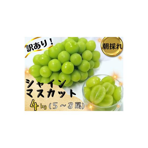 ふるさと納税 津山市 【2026年先行受付】訳あり岡山県産シャイン
