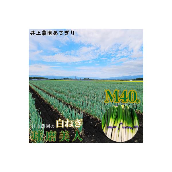 ■お礼品詳細　・配送種別：冷蔵便　・提供元：井上農園あさぎり（錦町）■お申し込み・配送・その他　・発送時期：2026-01-15〜2026-02-28(お届け時間帯指定可)　・申込受付期間：〜2026-02-20　・配達外のエリア：離島　・...