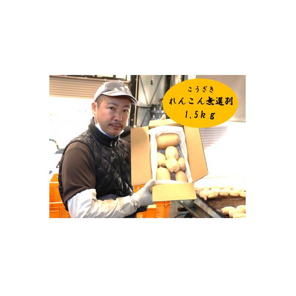 ■お礼品詳細　・配送種別：冷蔵便　・提供元：北郷レンコンファーム■お申し込み・配送・その他　・発送時期：2025-08-01〜2026-03-31(お届け時間帯指定可)　・申込受付期間：〜2026-03-25　・配達外のエリア：離島　・寄付...