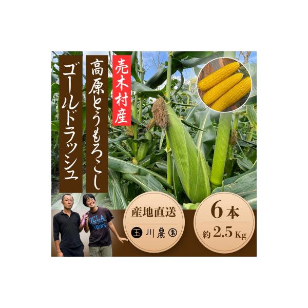 【2026年産】長野県売木村 朝採れ高原とうもろこし「ゴールドラッシュ」6本入り