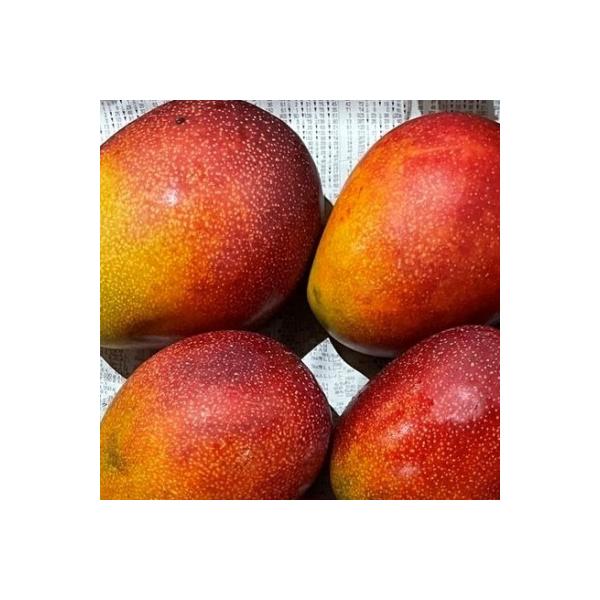 ■お礼品詳細　・配送種別：冷蔵便　・提供元：輝双■お申し込み・配送・その他　・発送時期：2026-05-14〜2026-07-31(お届け時間帯指定可)　・申込受付期間：〜2026-07-01　・配達外のエリア：離島　・寄付証明書の送付時期...