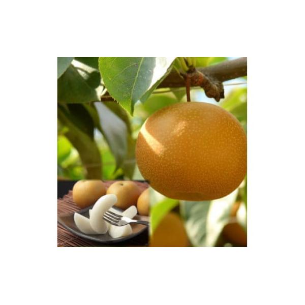 ■お礼品詳細　・配送種別：通常　・提供元：高間商店　本社（若桜町）■お申し込み・配送・その他　・発送時期：2026-08-22〜2026-09-20(お届け時間帯指定可)　・申込受付期間：〜2026-08-31　・配達外のエリア：離島、北海...