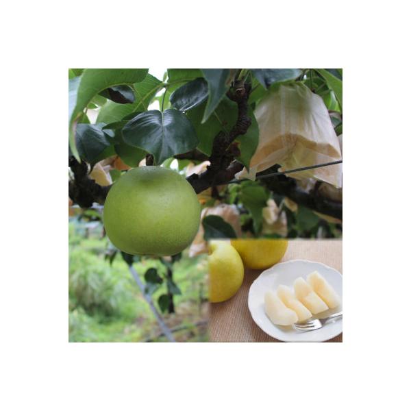 ■お礼品詳細　・配送種別：通常　・提供元：高間商店　本社（若桜町）■お申し込み・配送・その他　・発送時期：2026-08-25〜2026-09-30(お届け時間帯指定可)　・申込受付期間：〜2026-09-20　・配達外のエリア：離島、北海...