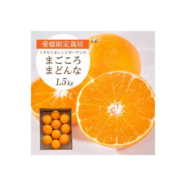 紅まどんなと同品種 愛媛果試28号 まごころまどんな 1.5kg【C25-178】