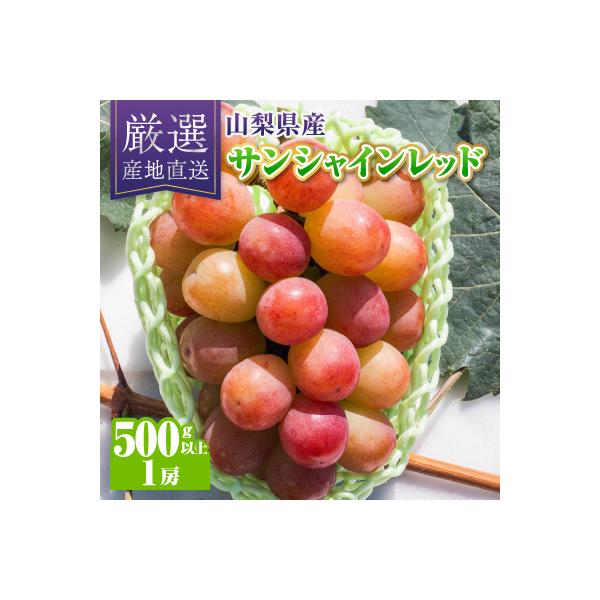 【2026年発送】サンシャインレッド1房(500g以上)