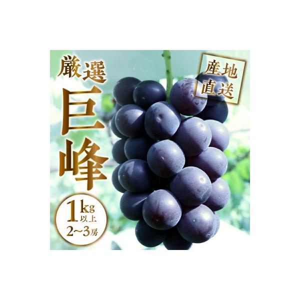 【2025年先行受付】山梨県甲州市産 厳選 巨峰 1kg以上(2～3房)