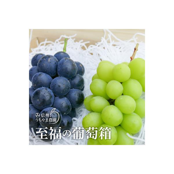 【2026年8月より順次発送】至福の葡萄箱1kg以上!(シャインマスカット1房&ナガノパープル1房)