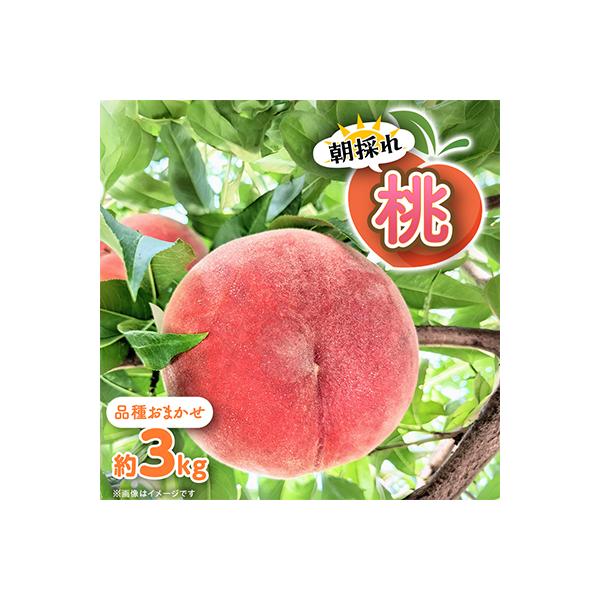 【信州中野まつじるし農園】品種おまかせ朝採れ桃 約3kg