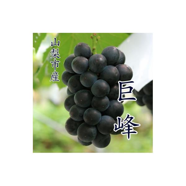 【2026年発送 】『数量限定』山梨市産種無し巨峰2房入　約1kg