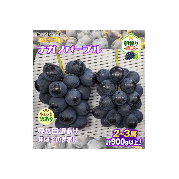 【ちょっと訳あり】新鮮朝採り ナガノパープル 2～3房900g以上!　2026年8月下旬～発送予定