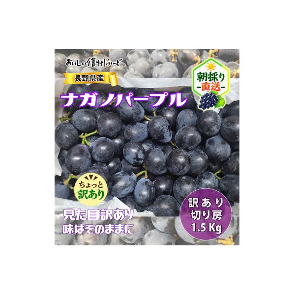 【訳あり】 新鮮朝採り ナガノパープル 『切り房』 1.5kg以上 2026年8月下旬より発送